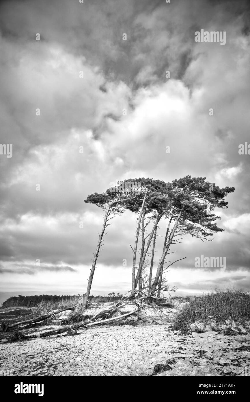 Plage ouest sur la mer Baltique en noir et blanc. Du vent, des pins penchés à la plage traversant dans les dunes. Vue sur la mer. Photo paysage Banque D'Images