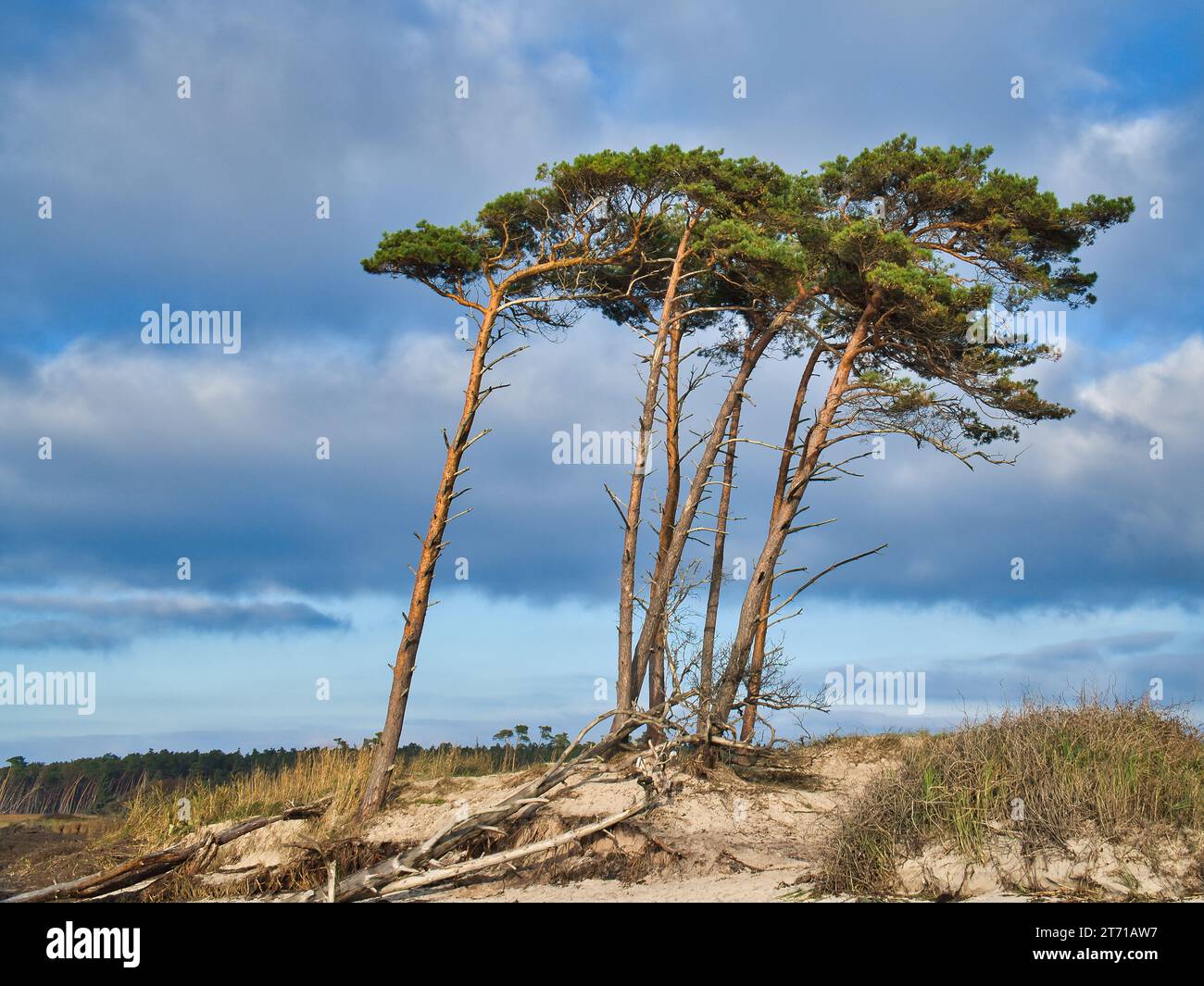 Plage ouest sur la mer Baltique. Du vent, des pins penchés à la plage traversant dans les dunes. Vue sur la mer. Photo de paysage de la côte Banque D'Images