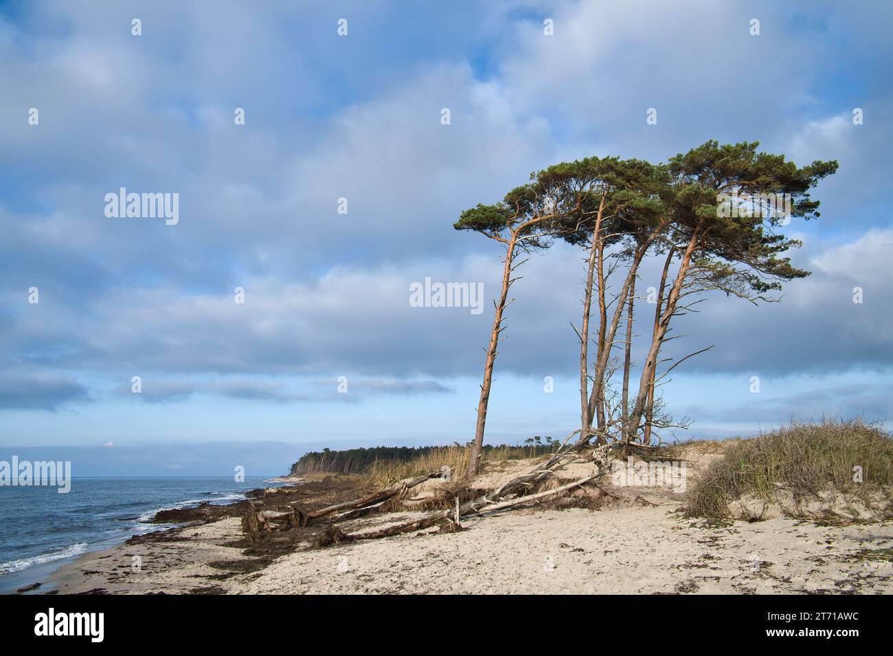 Plage ouest sur la mer Baltique. Du vent, des pins penchés à la plage traversant dans les dunes. Vue sur la mer. Photo de paysage de la côte Banque D'Images