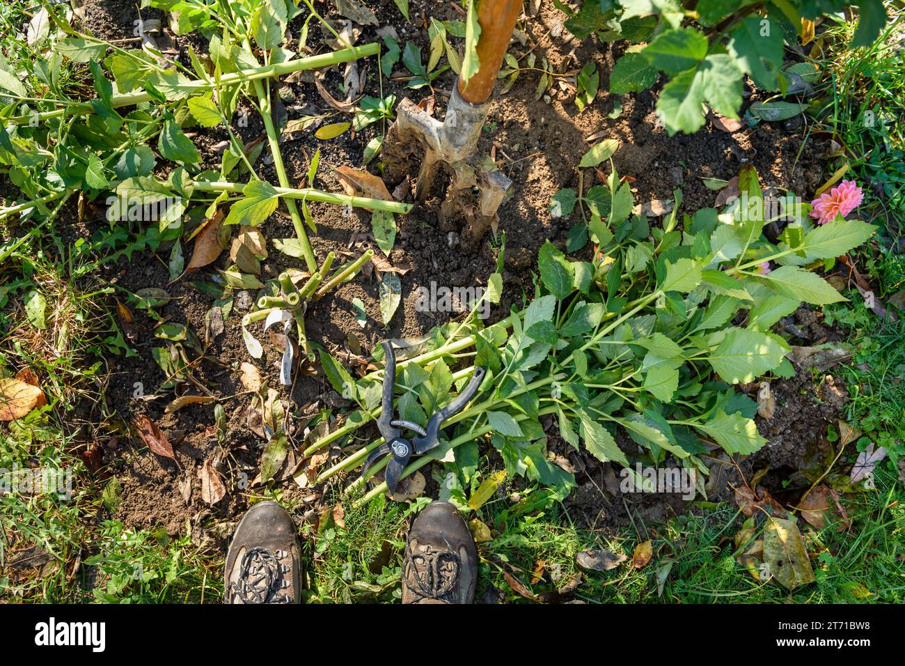 Réduire le feuillage des dahlia avant de creuser les tubercules pour le stockage en hiver. Emplois de jardinage d'automne. Les tubercules dahlia hivernent. Banque D'Images