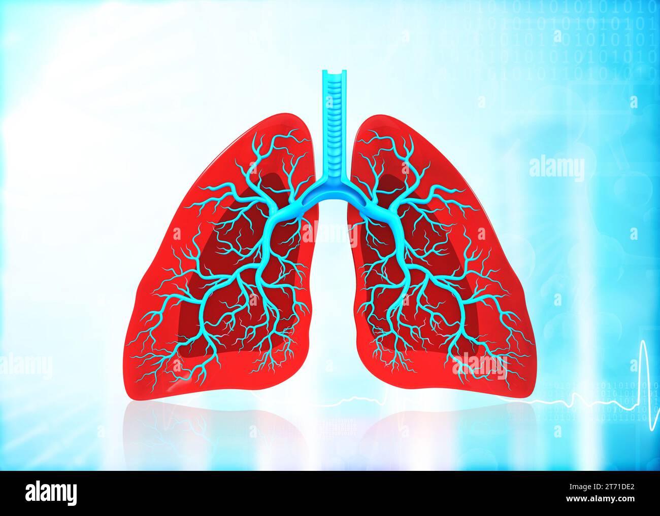 Anatomie des poumons humains. rendu 3d. Banque D'Images