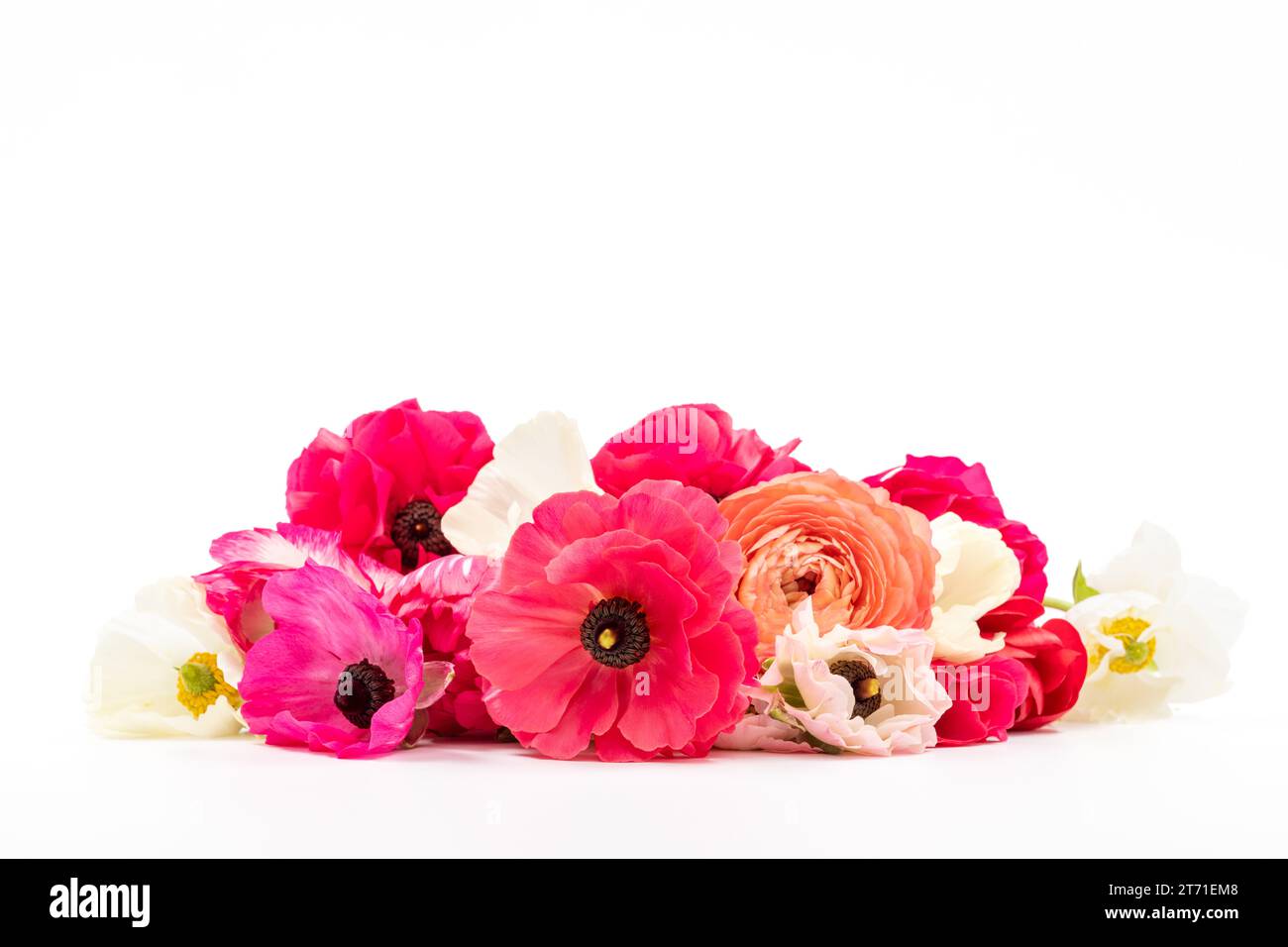 Élégantes couleurs mélangées ranunculus fleurs de printemps sur fond blanc. Buttercups à ressort. Bouquet Ranunculus découpé. Banque D'Images