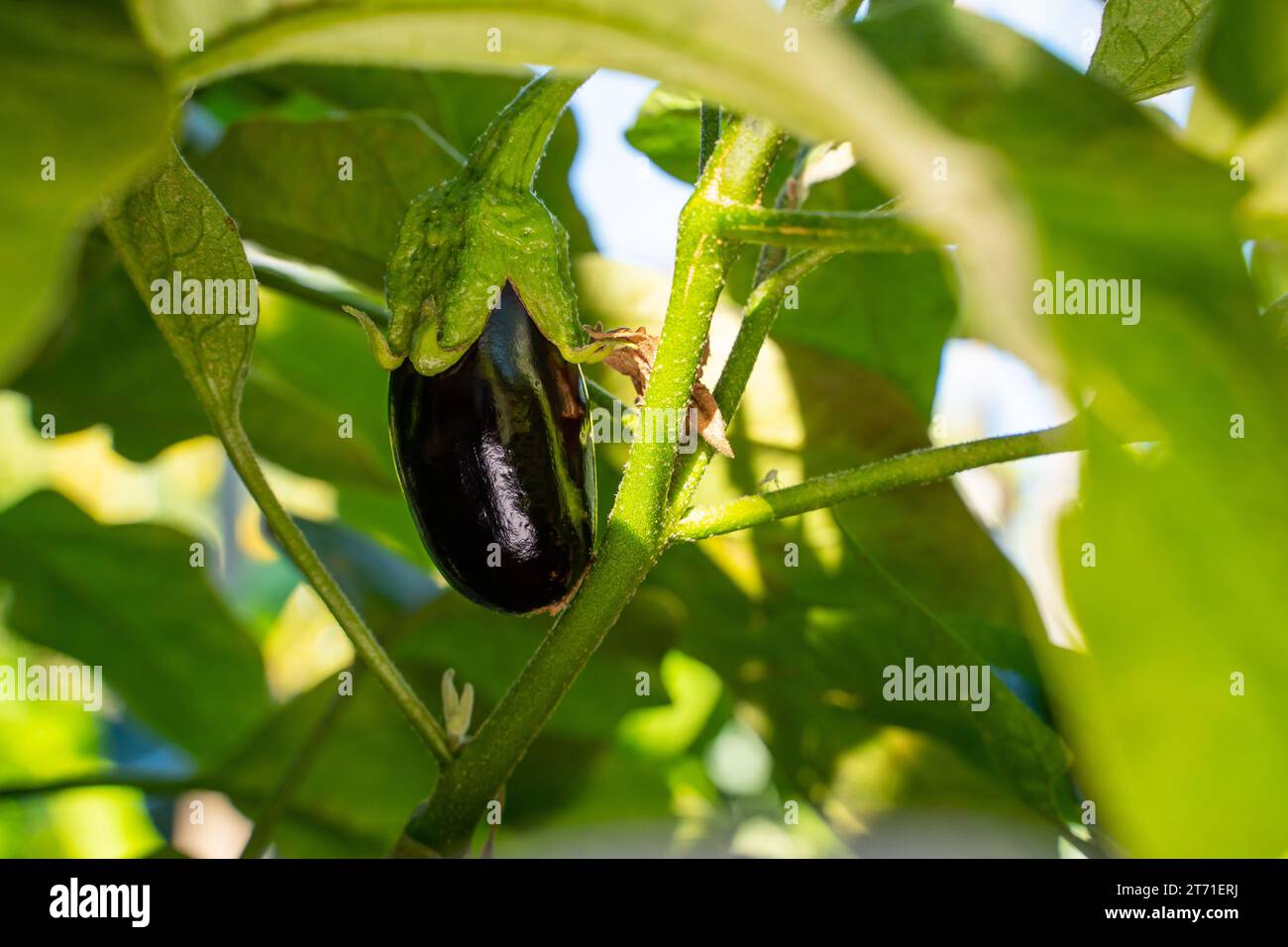 Jeune aubergine poussant dans le jardin en gros plan Banque D'Images