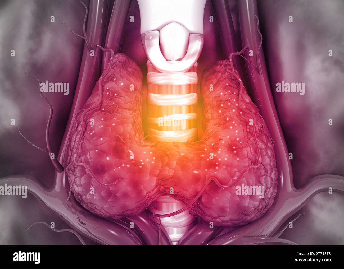 Anatomie thyroïdienne humaine. illustration 3d. Banque D'Images