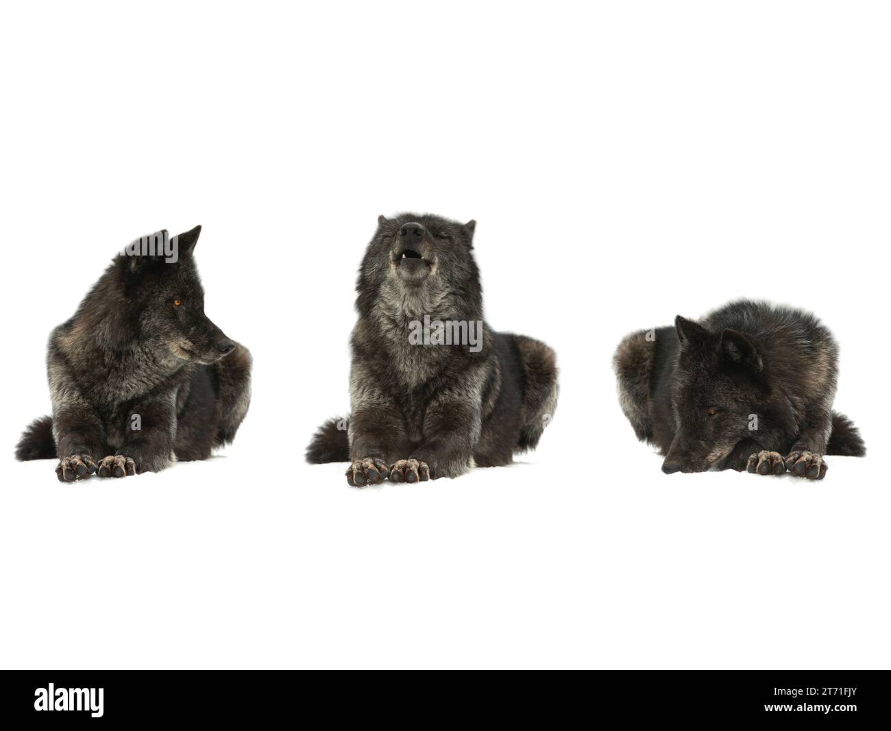 loups canadiens couchés sur la neige isolés sur fond blanc Banque D'Images