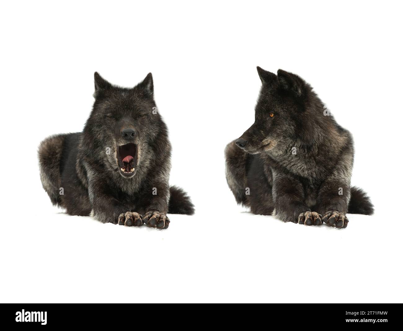 loups canadiens couchés sur la neige isolés sur fond blanc Banque D'Images