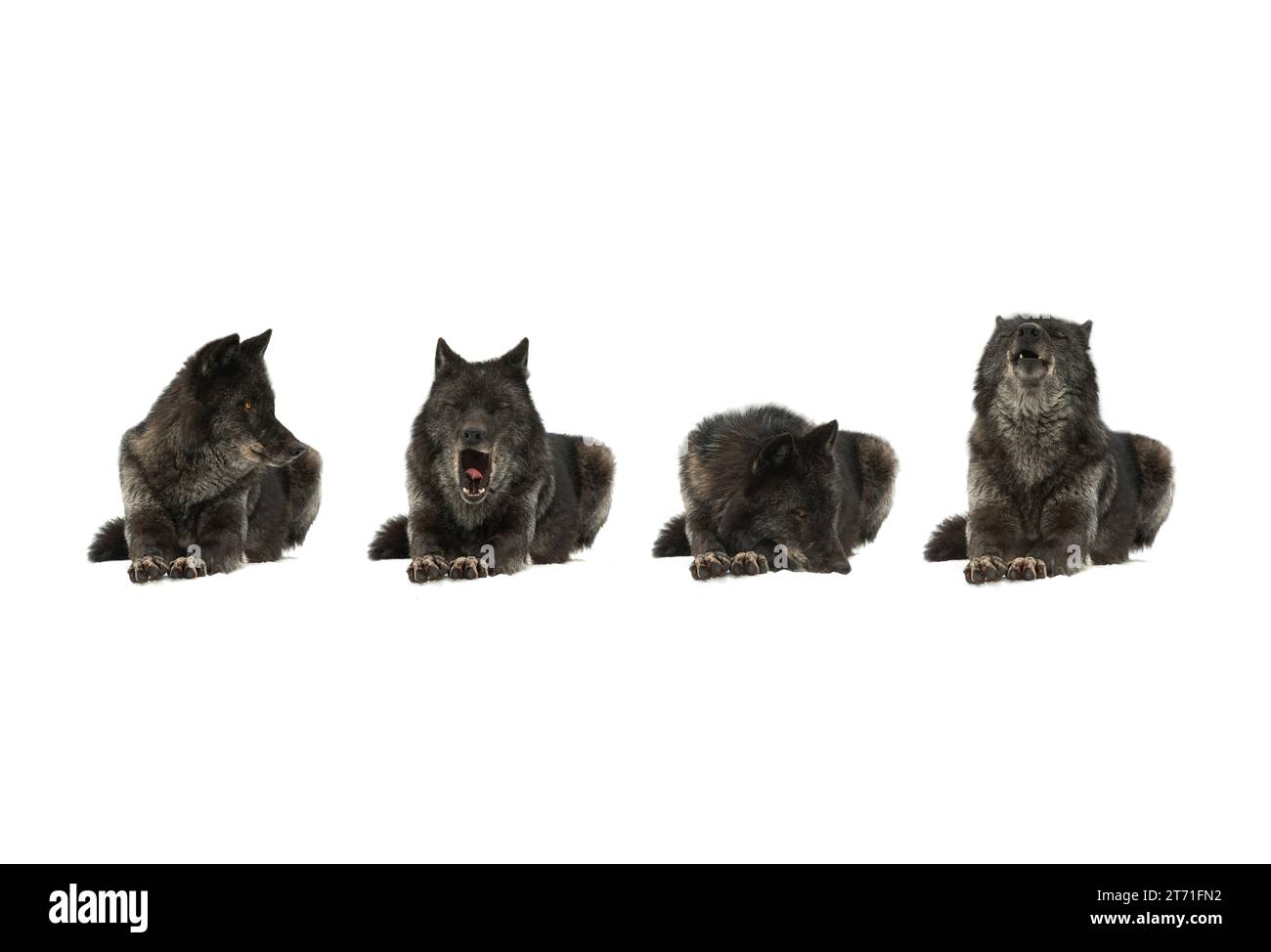 loups canadiens couchés sur la neige isolés sur fond blanc Banque D'Images