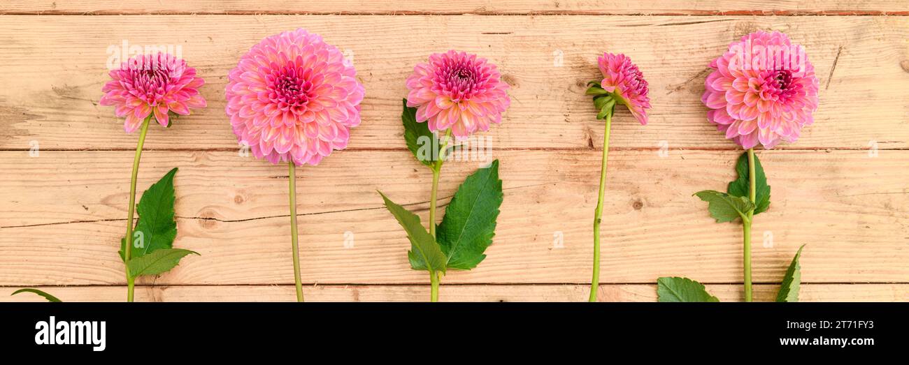 Fond floral. Dahlias coureur rose disposés en rangée sur fond en bois. Banque D'Images