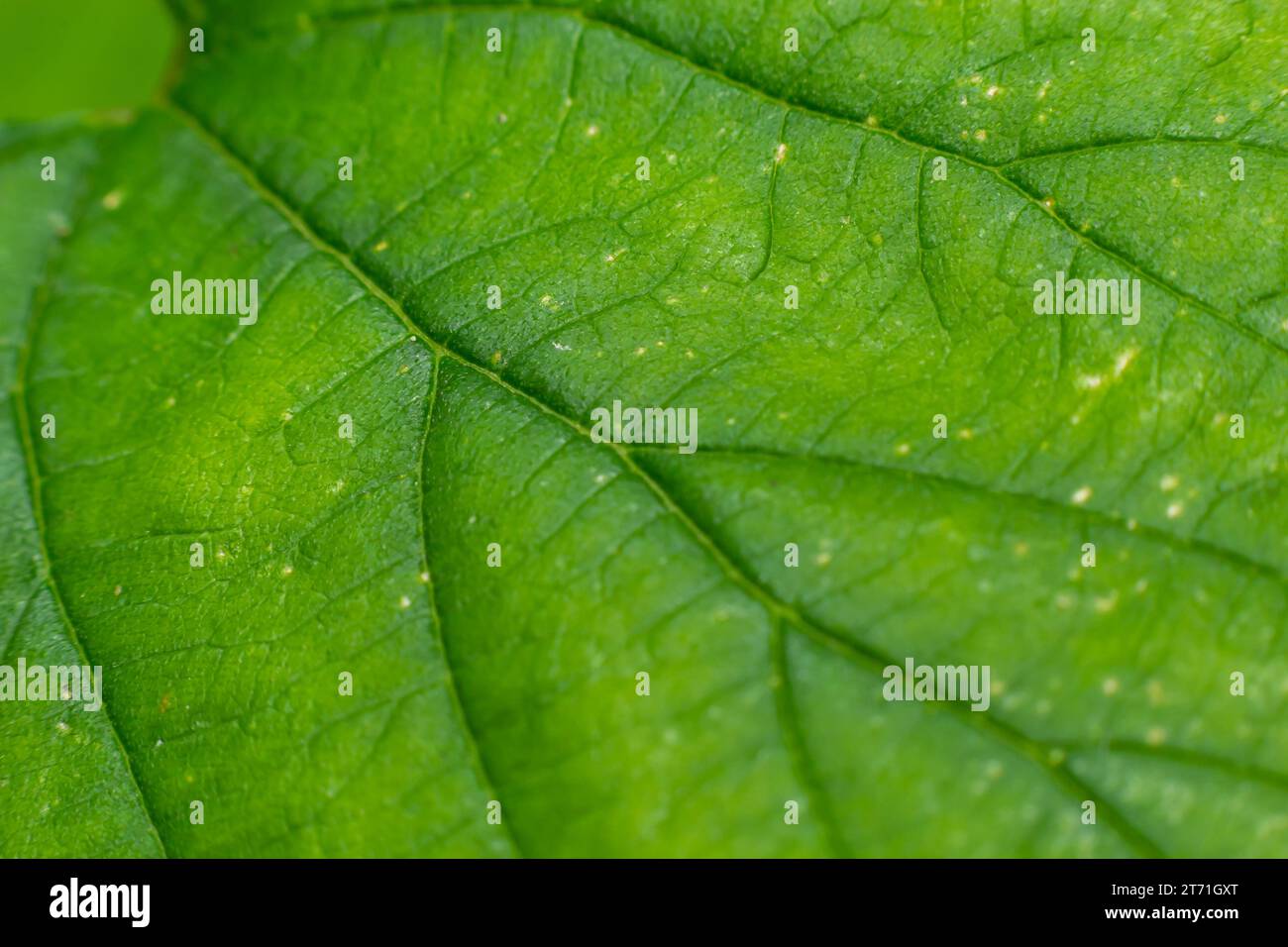 Texture des feuilles de vert abstrait pour l'arrière-plan. Environnement naturel, concept écologique. Banque D'Images
