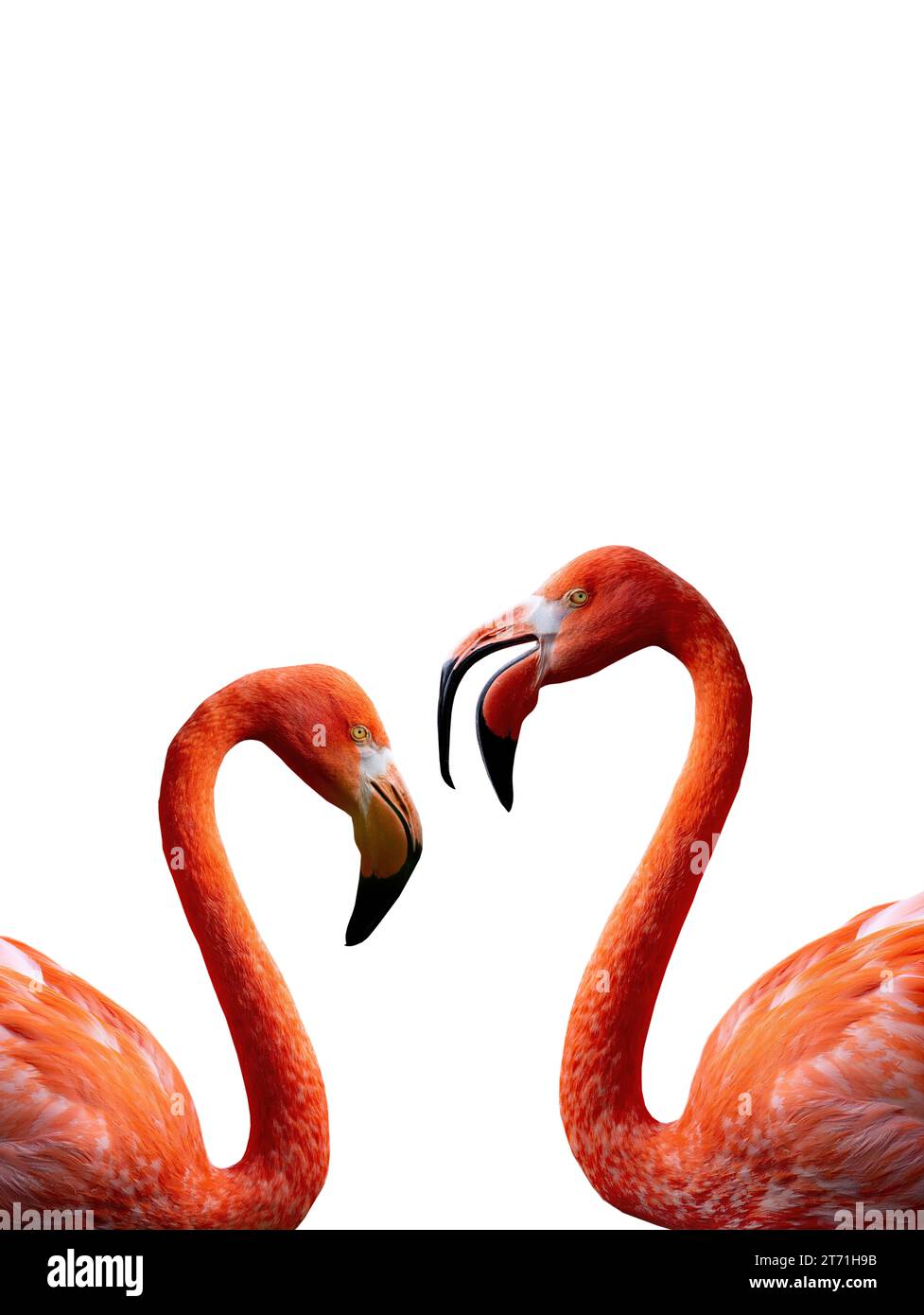 Deux portraits Flamingo isolés sur fond blanc Banque D'Images