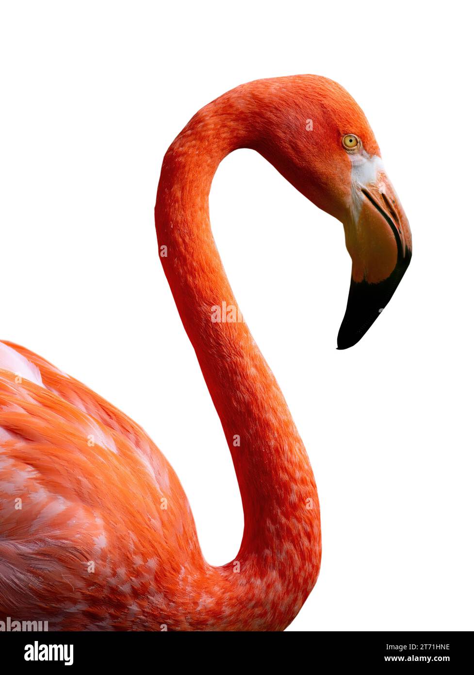 Portrait Flamingo isolé sur fond blanc Banque D'Images