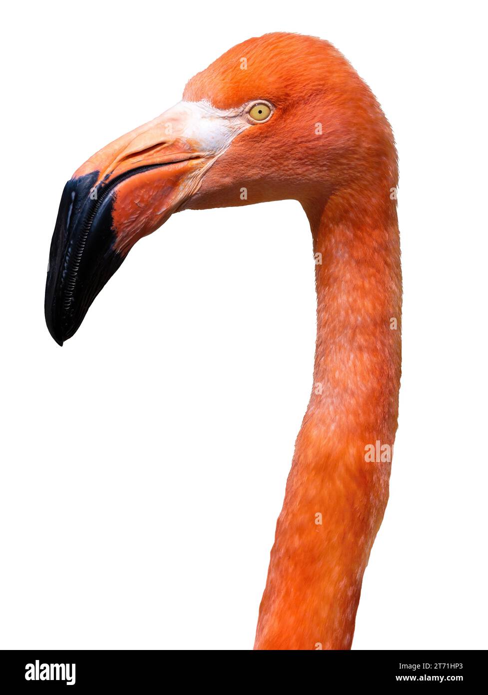 Portrait Flamingo isolé sur fond blanc Banque D'Images