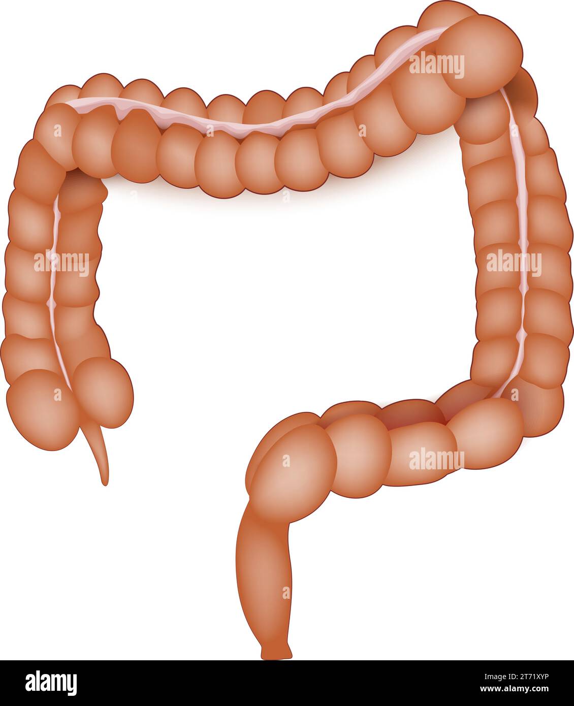 anatomie du gros intestin. Colon humain sur fond blanc. Tube digestif. Gros intestin. Illustration vectorielle Illustration de Vecteur