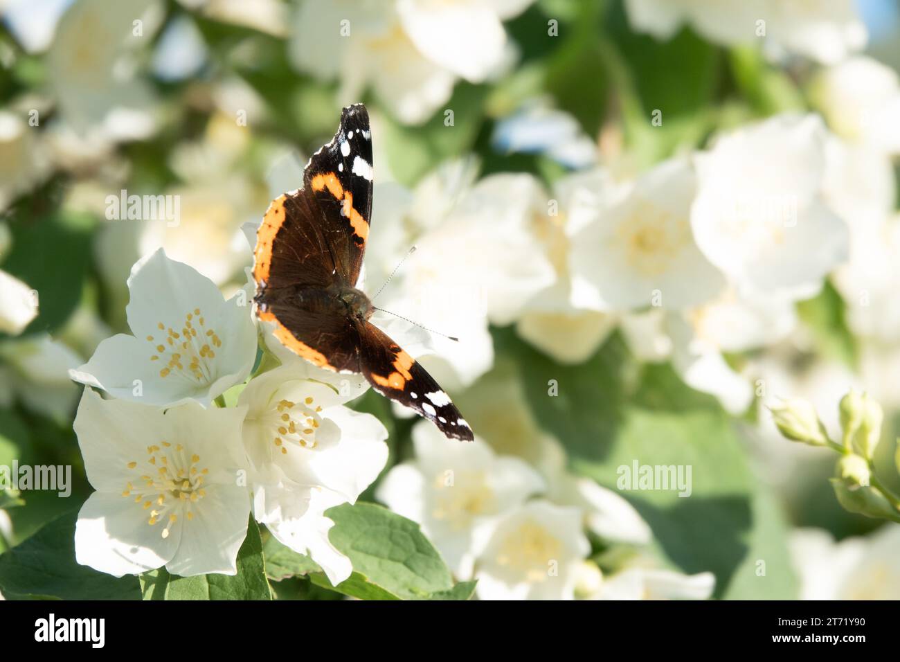 Papillon amiral perché dans des fleurs de jasmin au printemps Banque D'Images