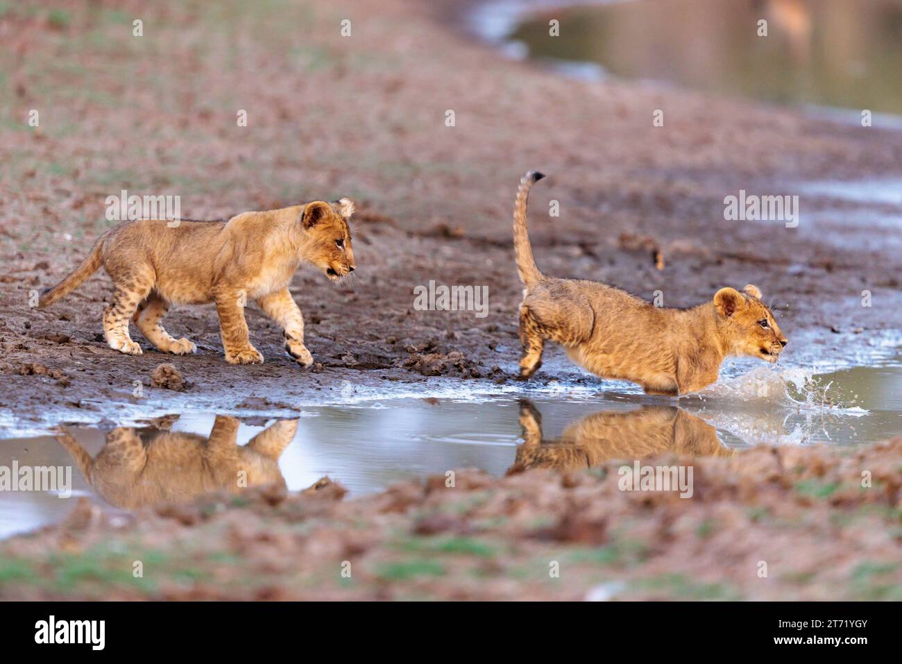 Mignons petits lions AFRIQUE ADORABLES petits lions ont été cassés, apprenant comment sauter à l'extrémité profonde en traversant un ruisseau sous l'œil vigilant de maman. Banque D'Images