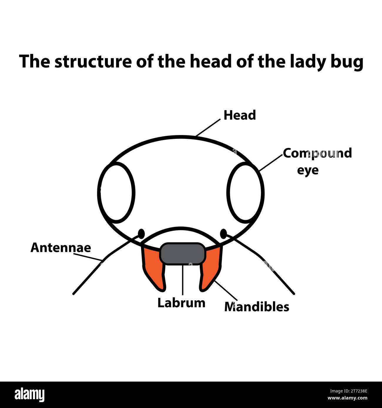 La structure de la tête de la lady bug Illustration de Vecteur