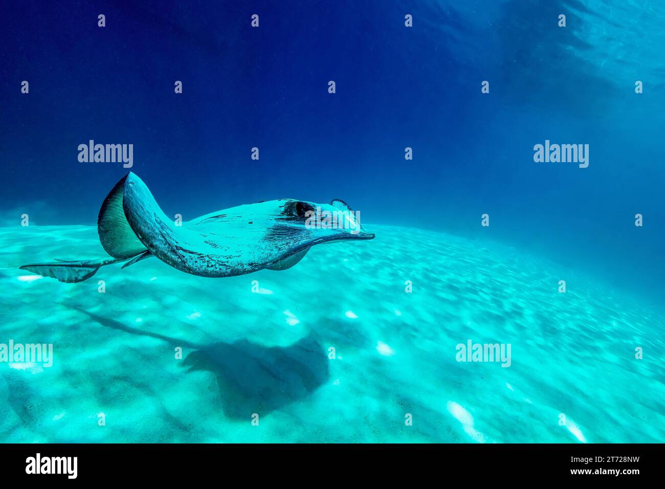 Vie marine de l'océan Indien Banque D'Images