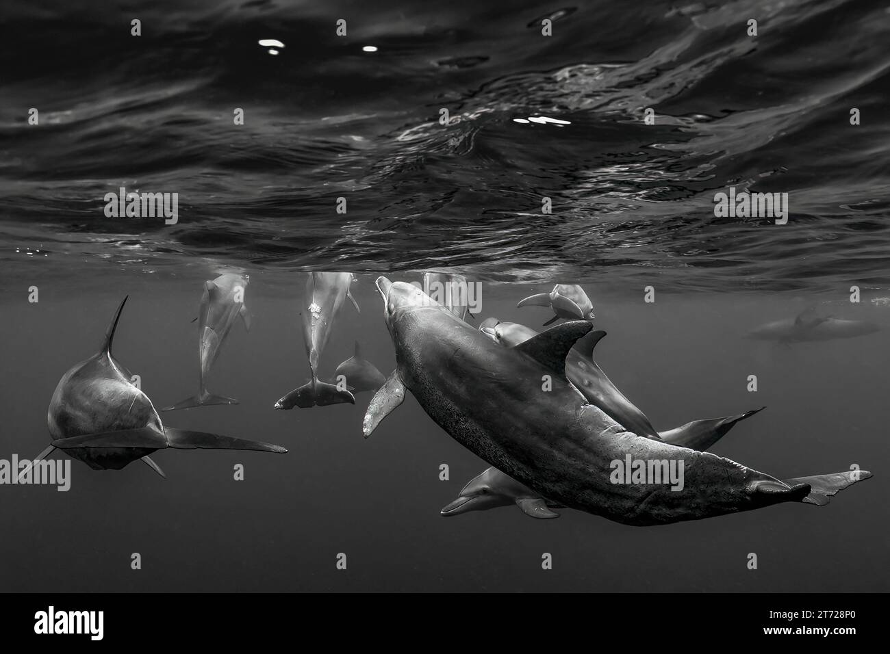 Vie marine de l'océan Indien Banque D'Images