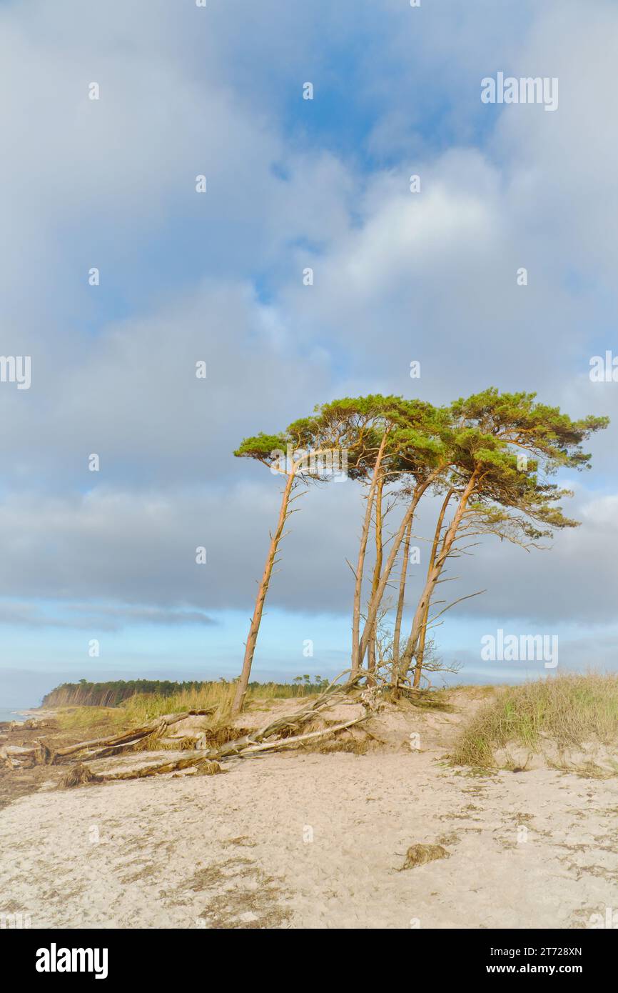 Plage ouest sur la mer Baltique. Du vent, des pins penchés à la plage traversant dans les dunes. Vue sur la mer. Photo de paysage de la côte Banque D'Images