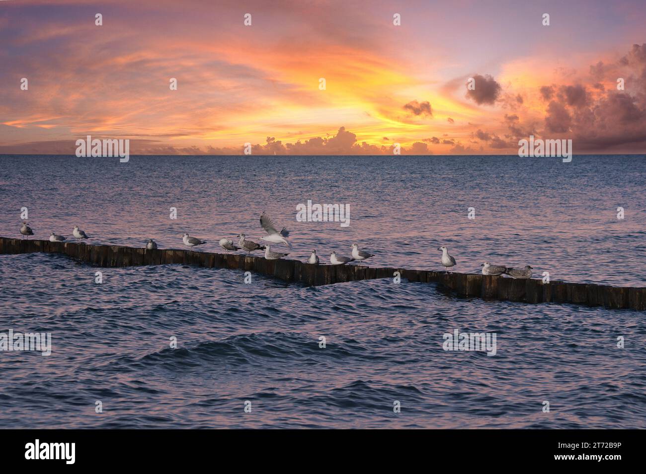 Mouettes sur un groyne dans la mer Baltique. Vagues au coucher du soleil. Côte par la mer. Photo d'animal Banque D'Images