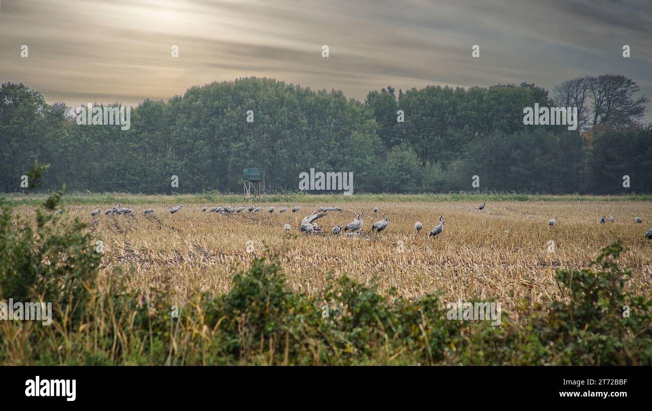 Grues à un lieu de repos sur un champ de maïs récolté devant une forêt. Alimentation des oiseaux migrateurs. Animaux sauvages sur les Darss dans la nature. Photogr. Animal Banque D'Images