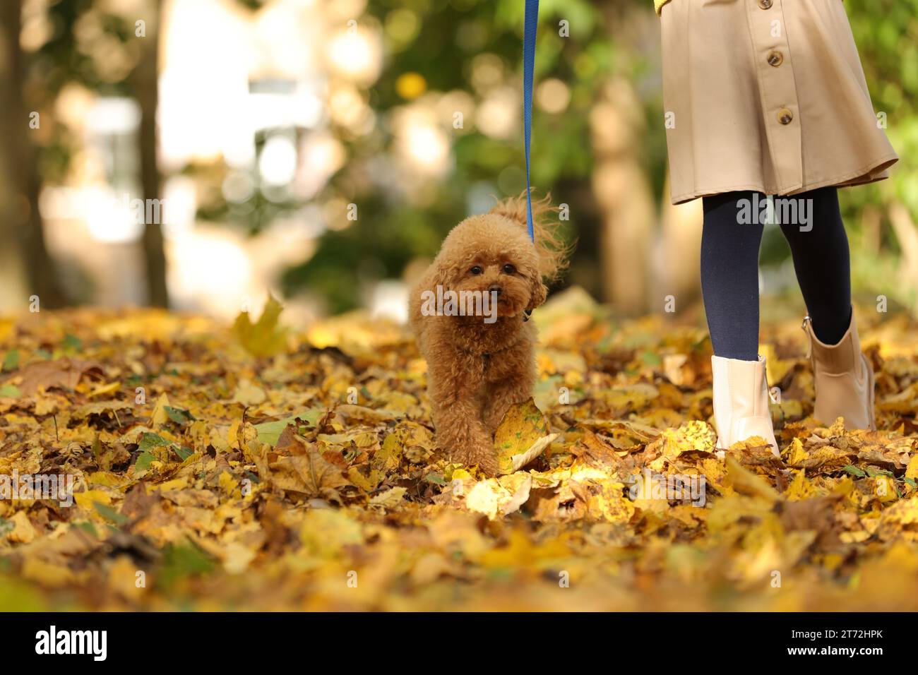 Fille avec chien mignon Maltipoo en laisse marchant dans le parc d'automne, closeup. Espace pour le texte Banque D'Images