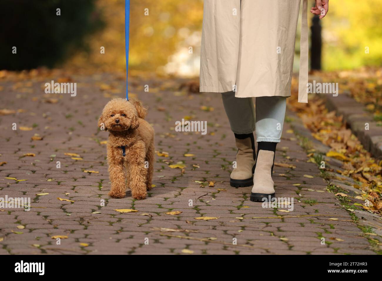 Femme avec chien mignon Maltipoo en laisse marchant dans le parc d'automne, closeup Banque D'Images