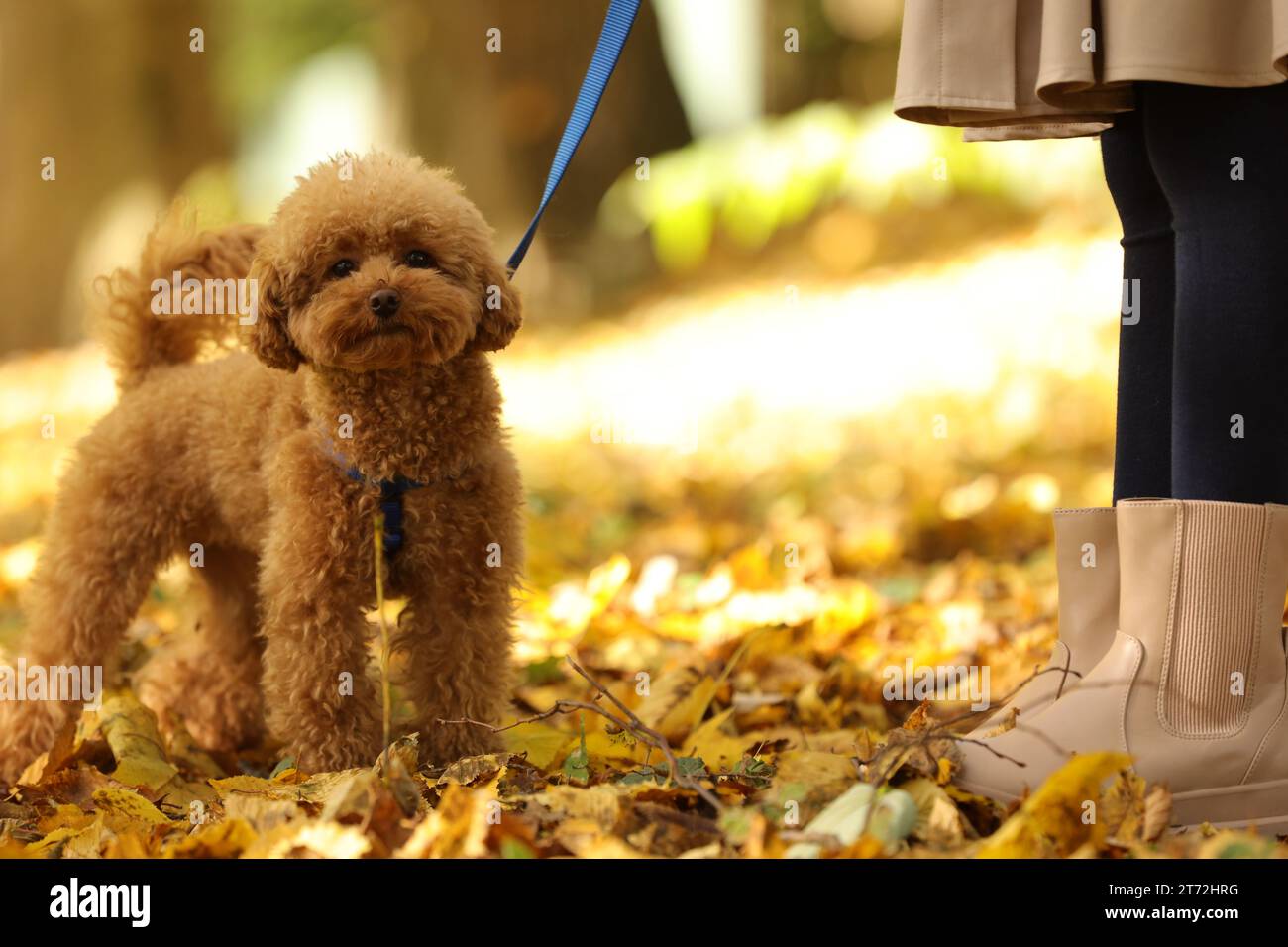Fille avec chien mignon Maltipoo en laisse marchant dans le parc d'automne, closeup Banque D'Images