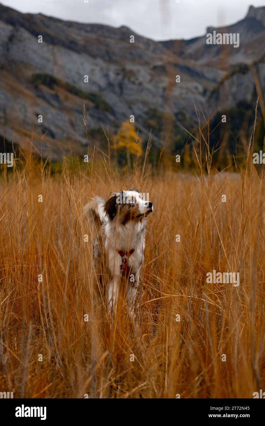 Heureux promeneur de chien sur les montagnes Banque D'Images