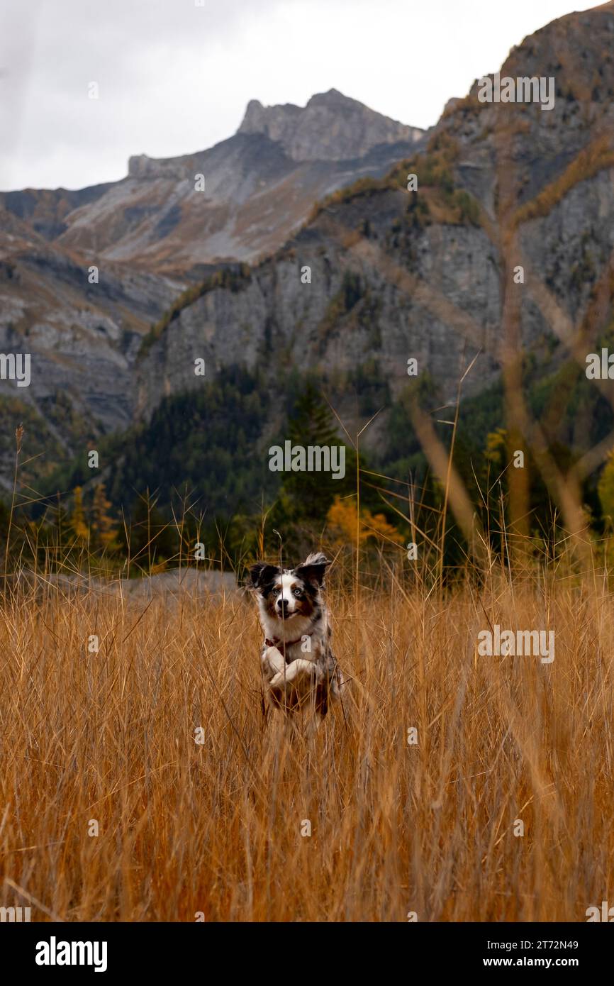 Heureux promeneur de chien sur les montagnes Banque D'Images