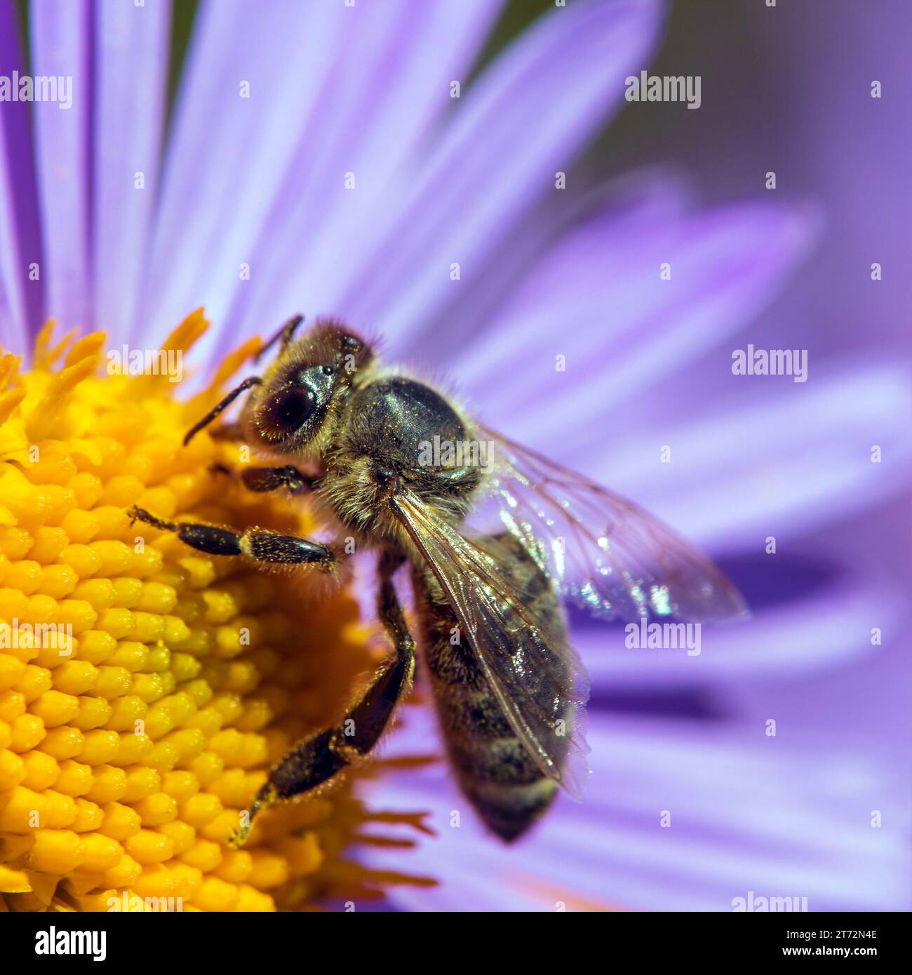 Abeille ou abeille en latin APIs mellifera, abeille européenne ou occidentale assise sur la fleur bleue jaune violette ou violette Banque D'Images