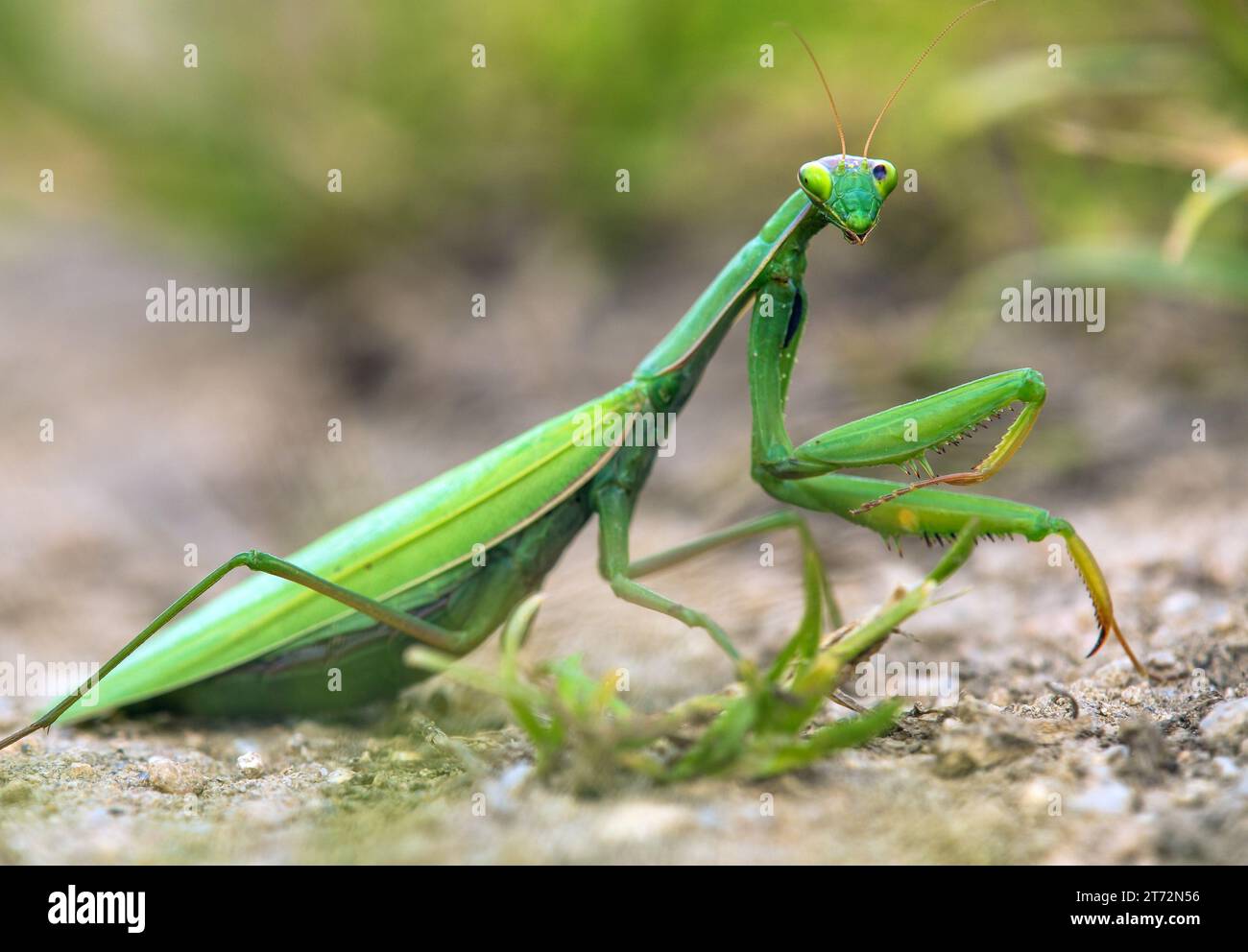 Mantis européen ou Mantis priant en latin Mantis religiosa Banque D'Images