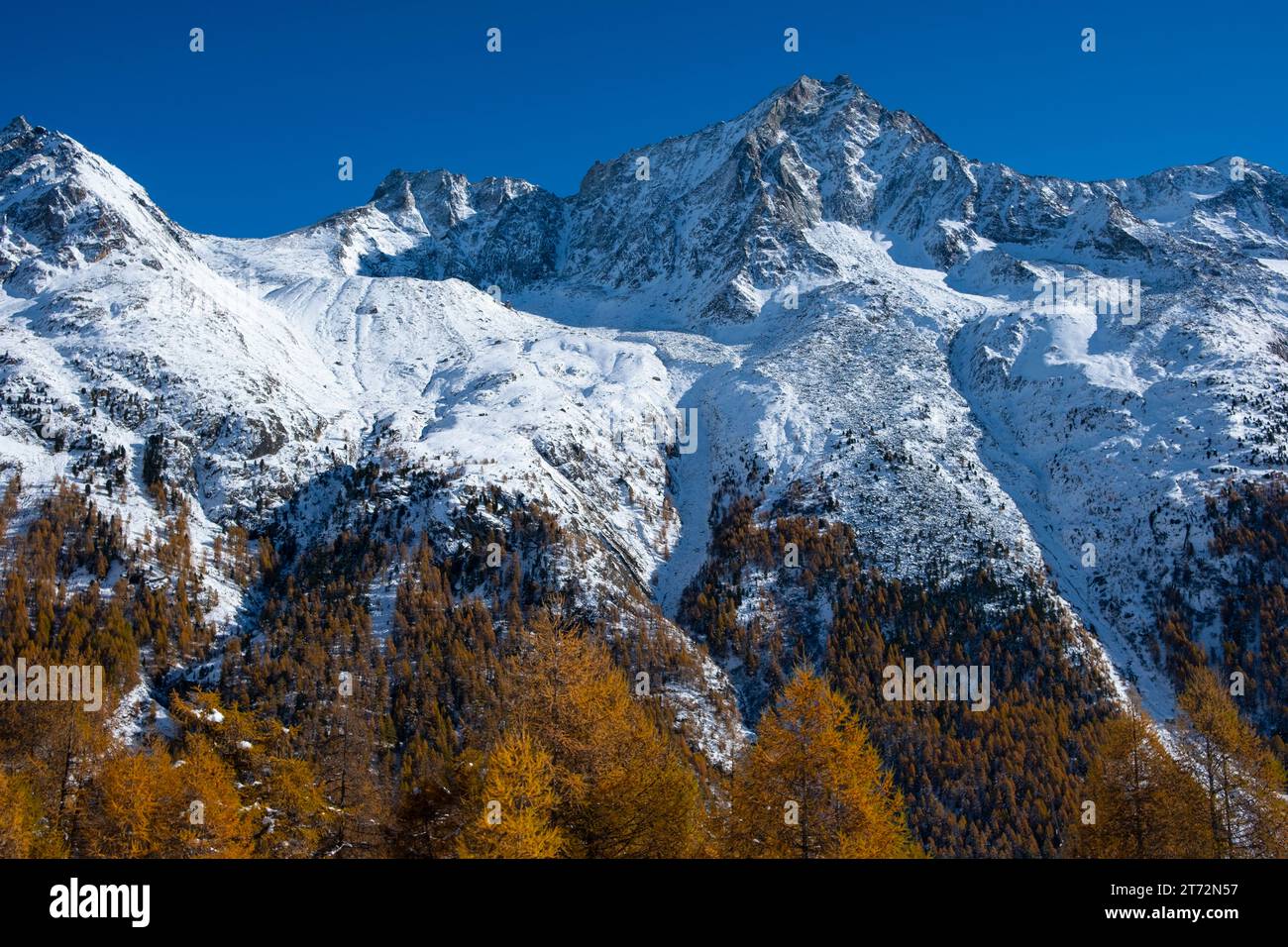 Les couleurs automnales des mélèzes dans une vallée hivernale, ensoleillée et froide Banque D'Images