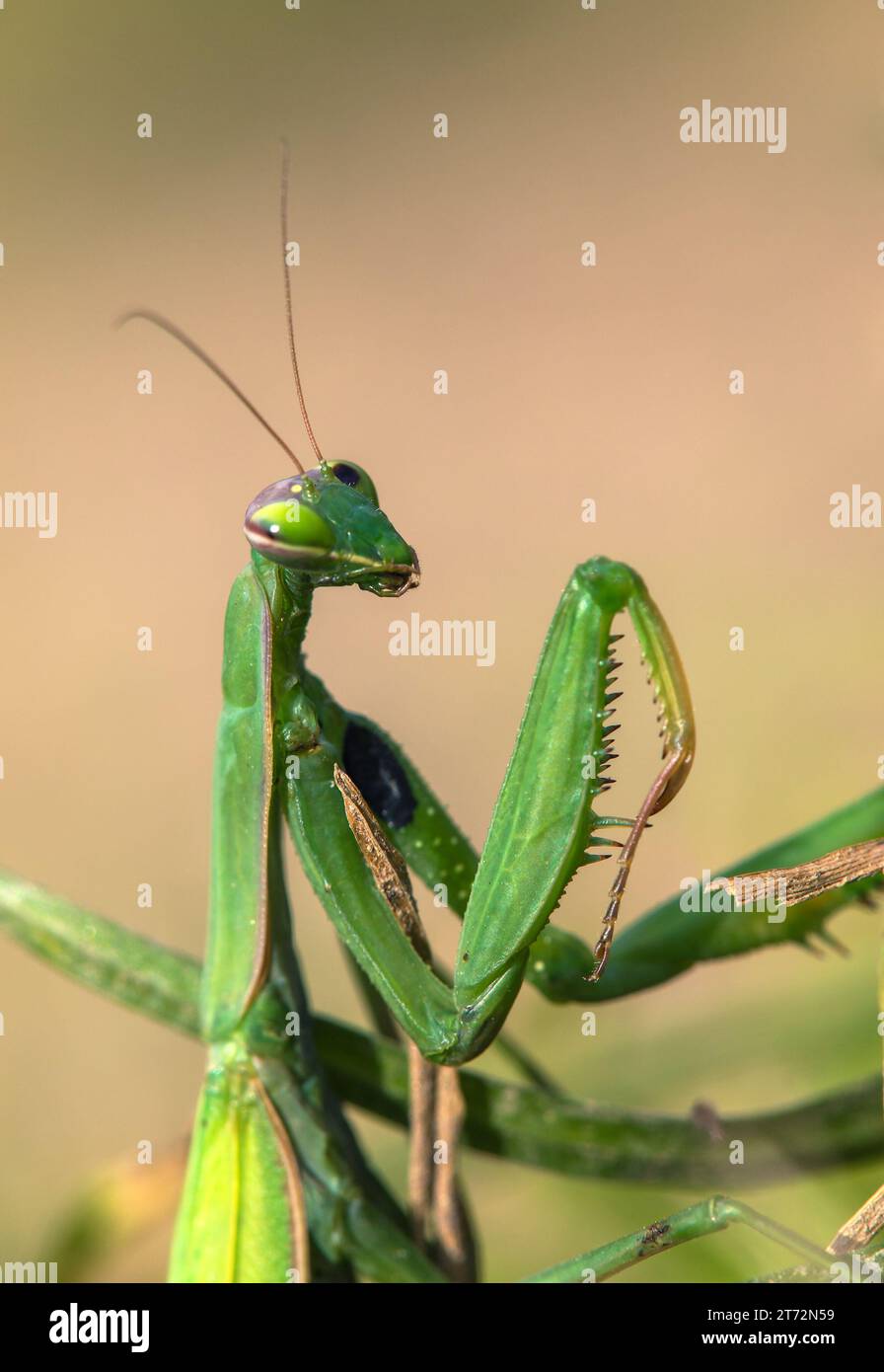Mantis européen ou Mantis priant en latin Mantis religiosa Banque D'Images