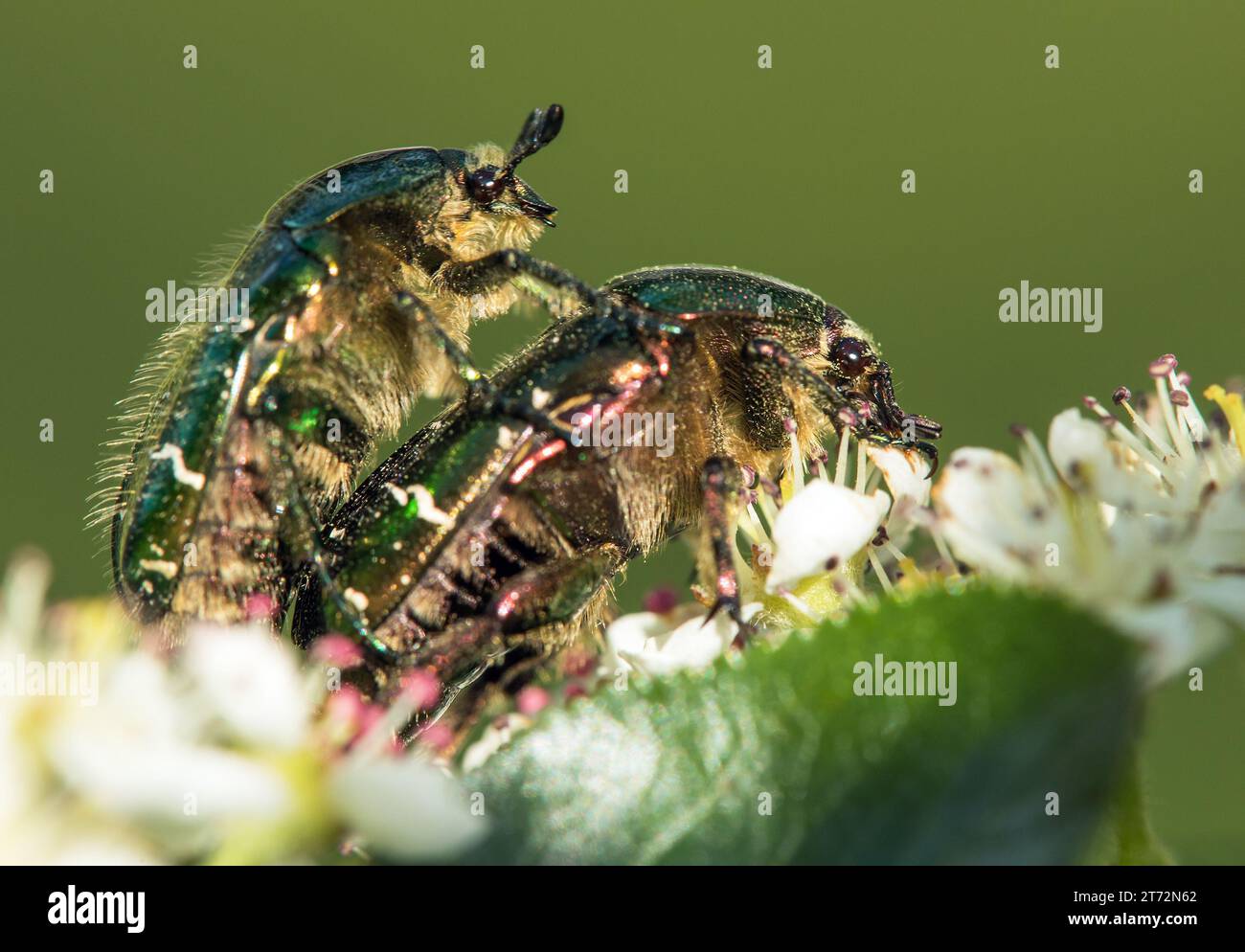 Accouplement de Chafers roses vertes, en latin Cetonia aurata, sur fleur blanche et rouge Banque D'Images