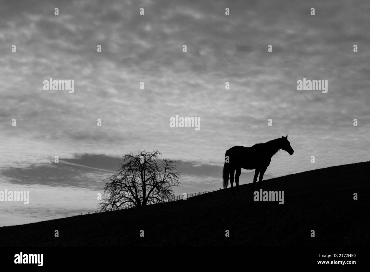 Cheval avec ciel contrasté en noir et blanc Banque D'Images