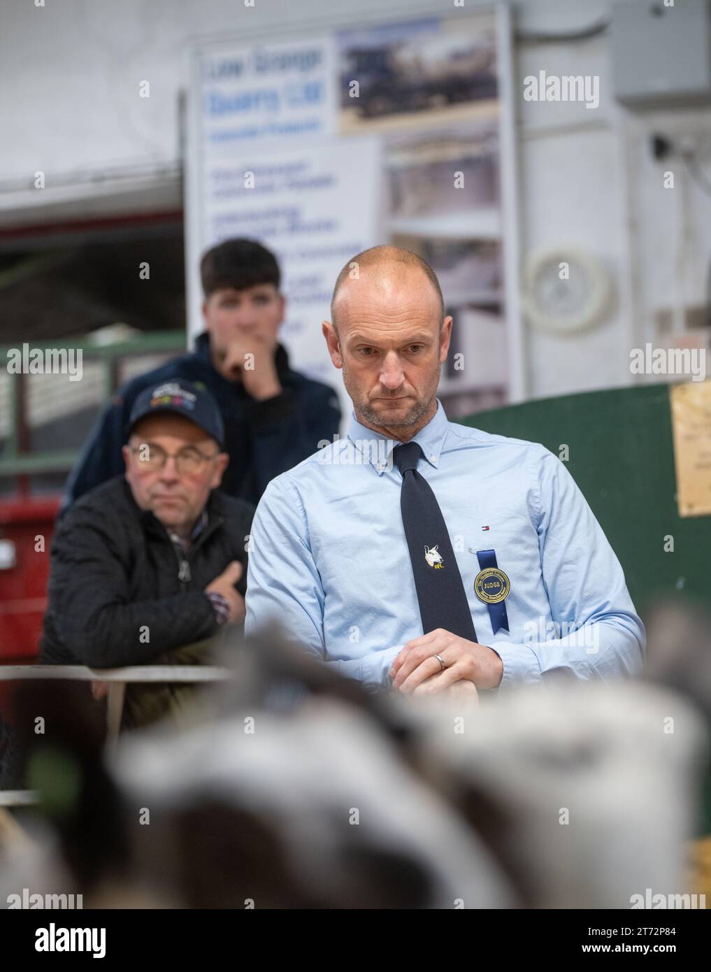 Les agriculteurs vendent des béliers et la vente Blue Faced Leicester au magasin Hawes Auction dans le North Yorkshire, Royaume-Uni. Banque D'Images