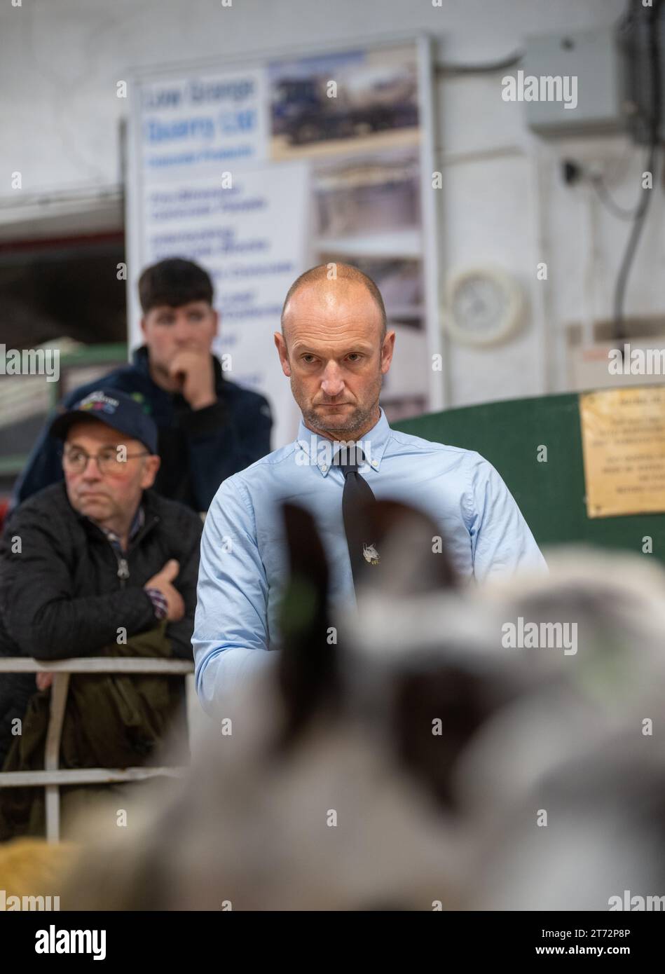 Les agriculteurs vendent des béliers et la vente Blue Faced Leicester au magasin Hawes Auction dans le North Yorkshire, Royaume-Uni. Banque D'Images