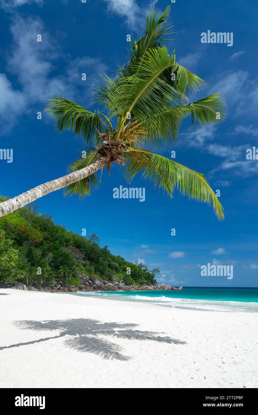 Palmier penché à la plage pittoresque d'Anse Georgette sur l'île de Praslin, Seychelles Banque D'Images