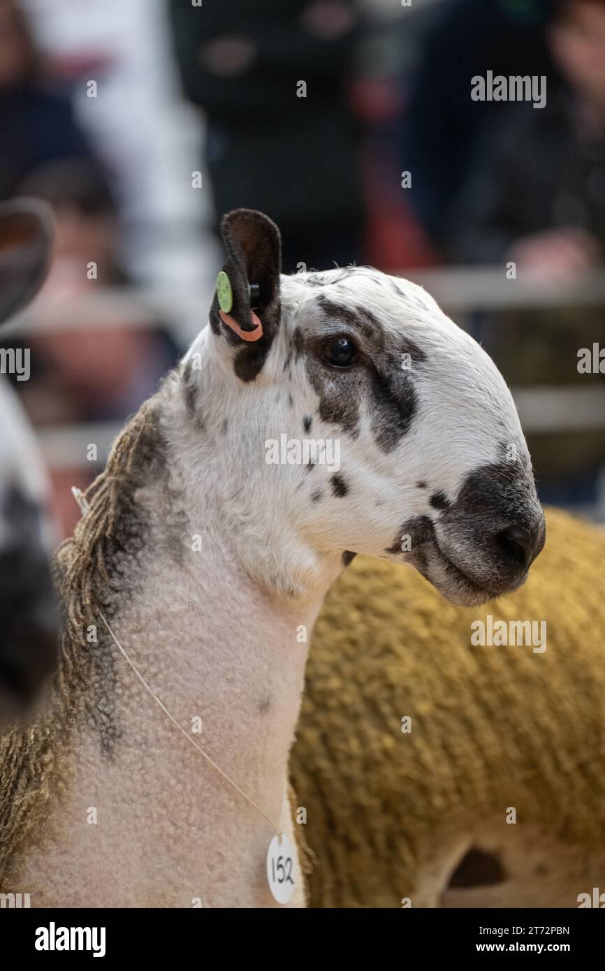Les agriculteurs vendent des béliers et la vente Blue Faced Leicester au magasin Hawes Auction dans le North Yorkshire, Royaume-Uni. Banque D'Images