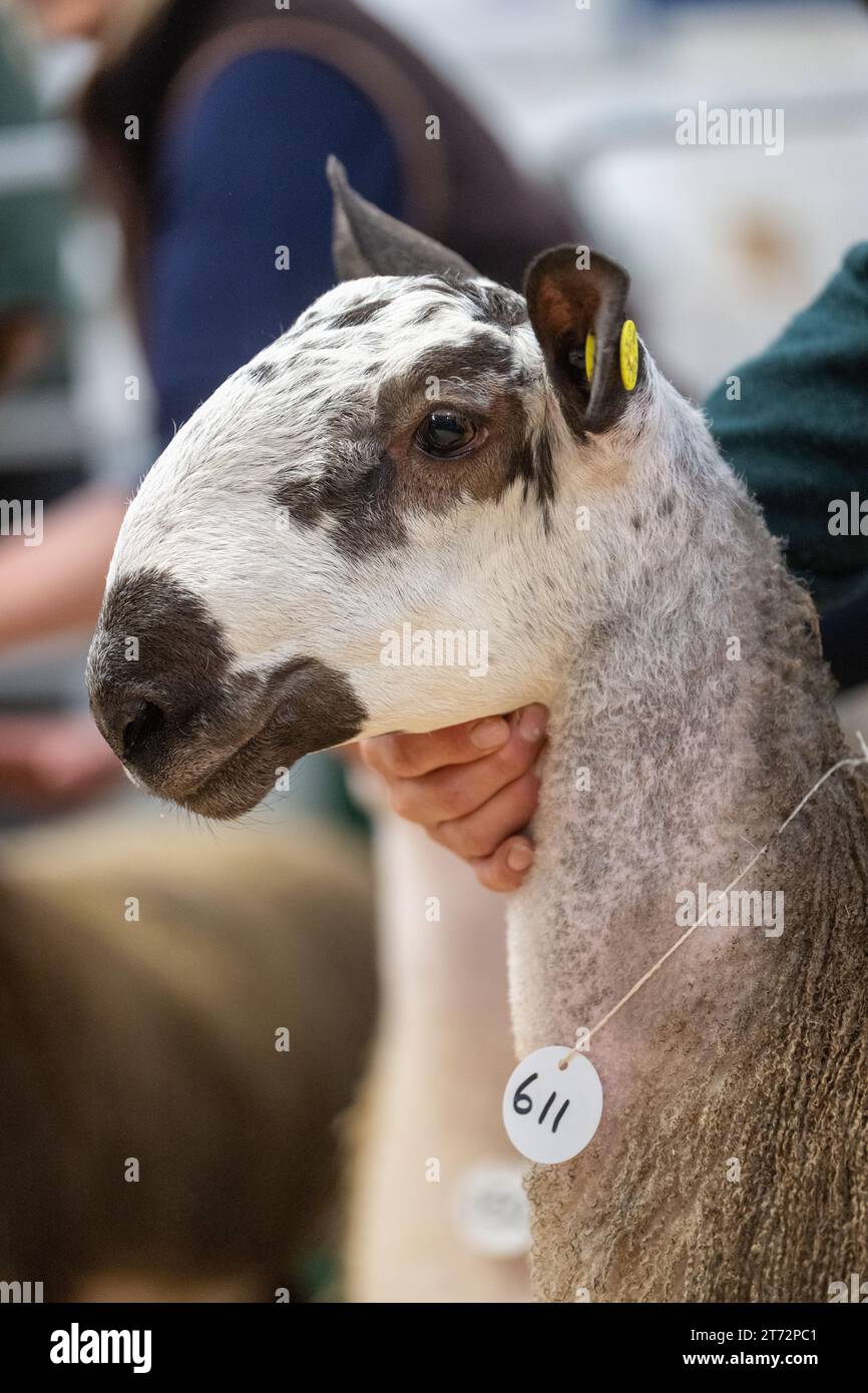 Les agriculteurs vendent des béliers et la vente Blue Faced Leicester au magasin Hawes Auction dans le North Yorkshire, Royaume-Uni. Banque D'Images