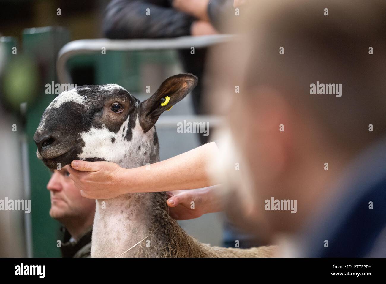Les agriculteurs vendent des béliers et la vente Blue Faced Leicester au magasin Hawes Auction dans le North Yorkshire, Royaume-Uni. Banque D'Images