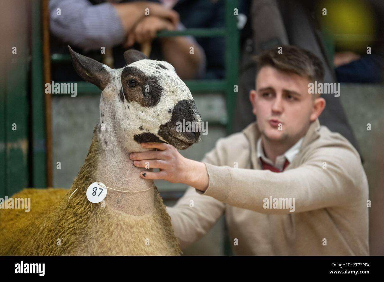 Les agriculteurs vendent des béliers et la vente Blue Faced Leicester au magasin Hawes Auction dans le North Yorkshire, Royaume-Uni. Banque D'Images