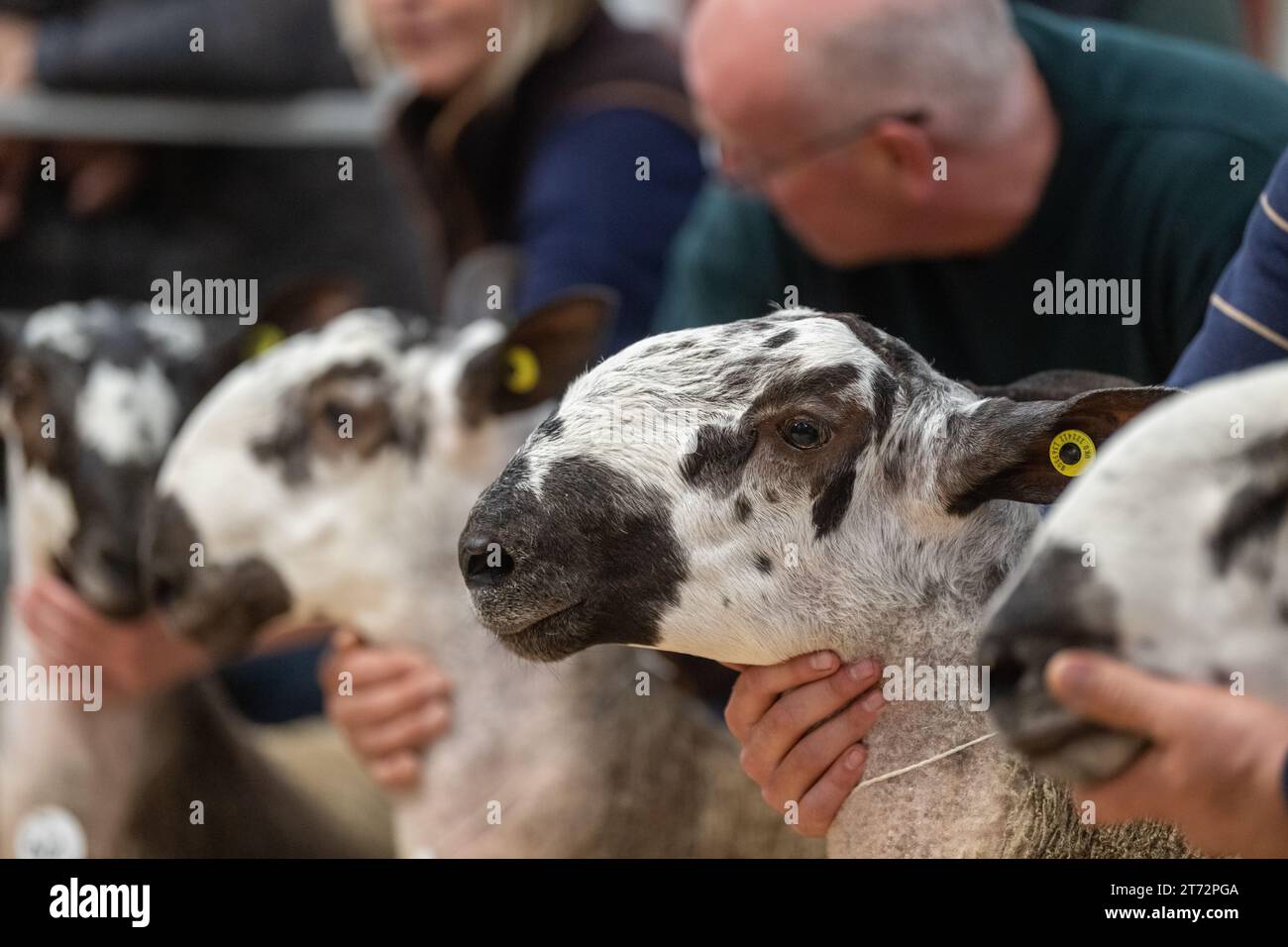 Les agriculteurs vendent des béliers et la vente Blue Faced Leicester au magasin Hawes Auction dans le North Yorkshire, Royaume-Uni. Banque D'Images