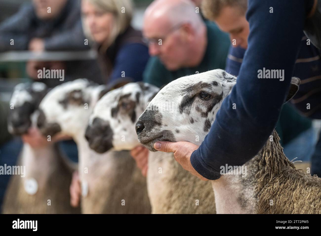 Les agriculteurs vendent des béliers et la vente Blue Faced Leicester au magasin Hawes Auction dans le North Yorkshire, Royaume-Uni. Banque D'Images