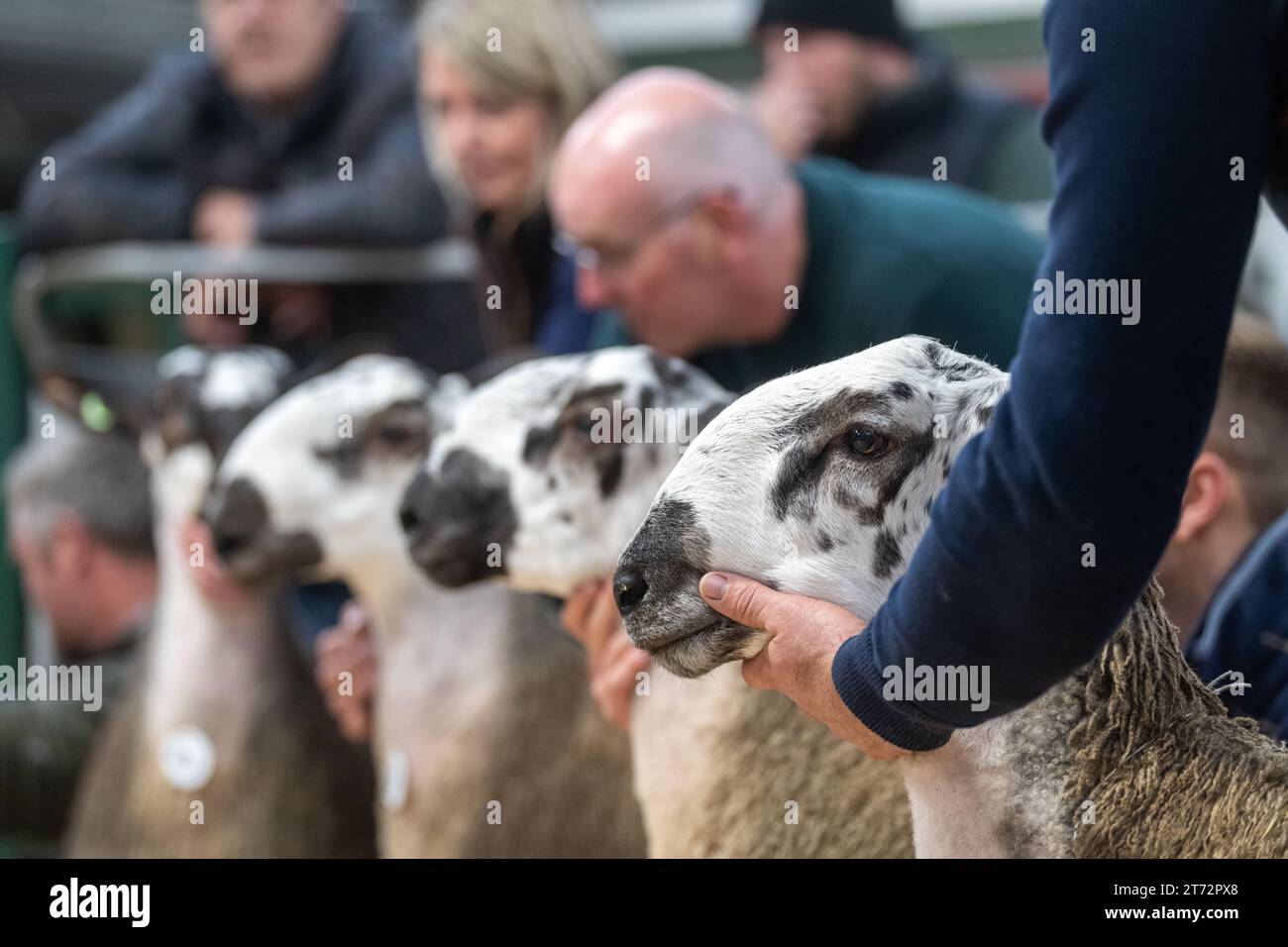 Les agriculteurs vendent des béliers et la vente Blue Faced Leicester au magasin Hawes Auction dans le North Yorkshire, Royaume-Uni. Banque D'Images