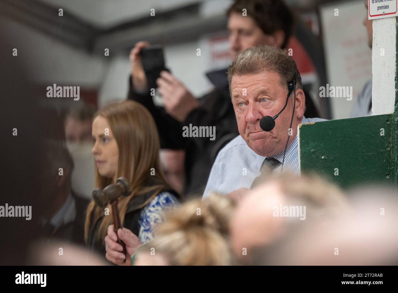 Les agriculteurs vendent des béliers et la vente Blue Faced Leicester au magasin Hawes Auction dans le North Yorkshire, Royaume-Uni. Banque D'Images