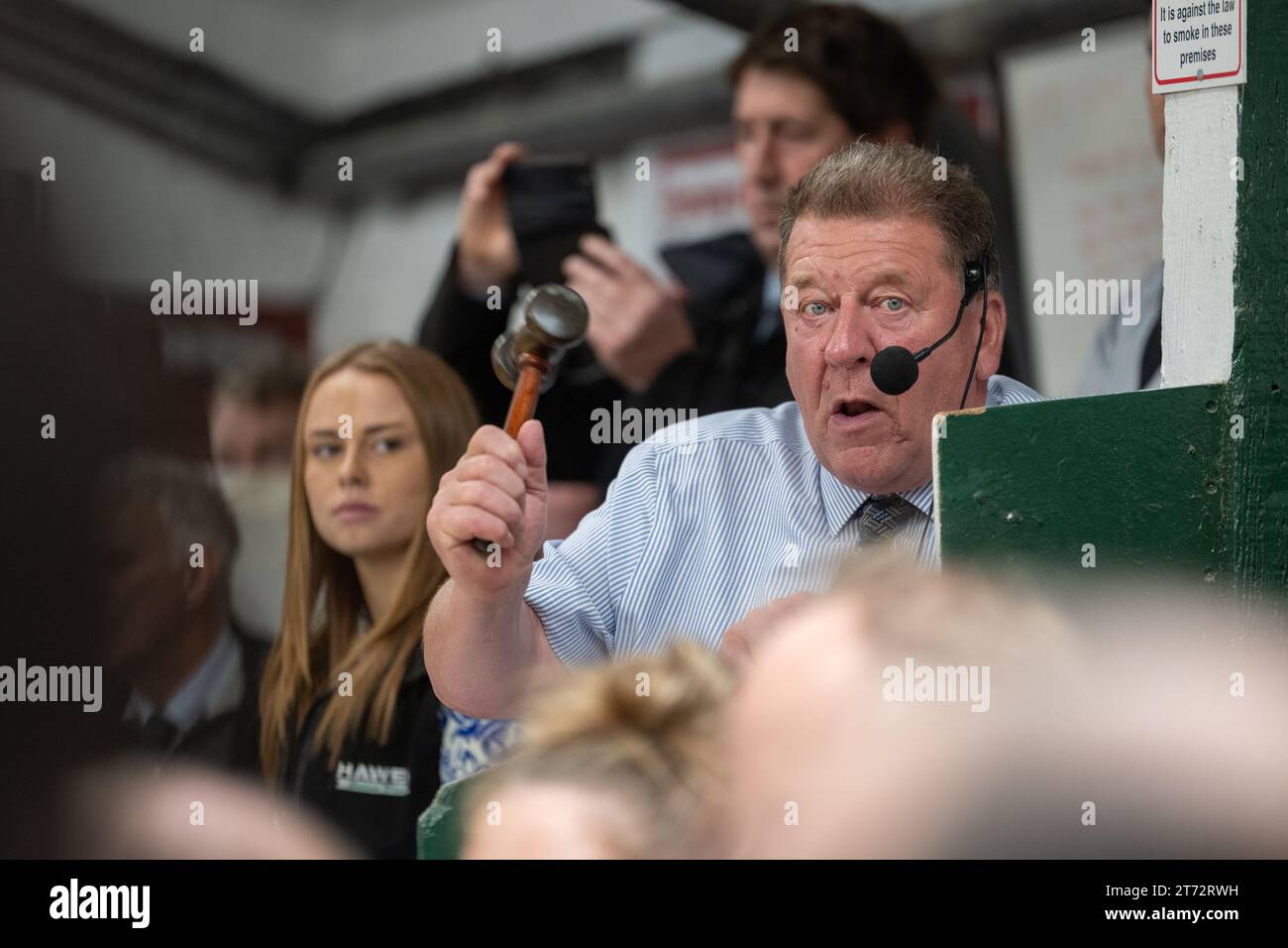 Les agriculteurs vendent des béliers et la vente Blue Faced Leicester au magasin Hawes Auction dans le North Yorkshire, Royaume-Uni. Banque D'Images