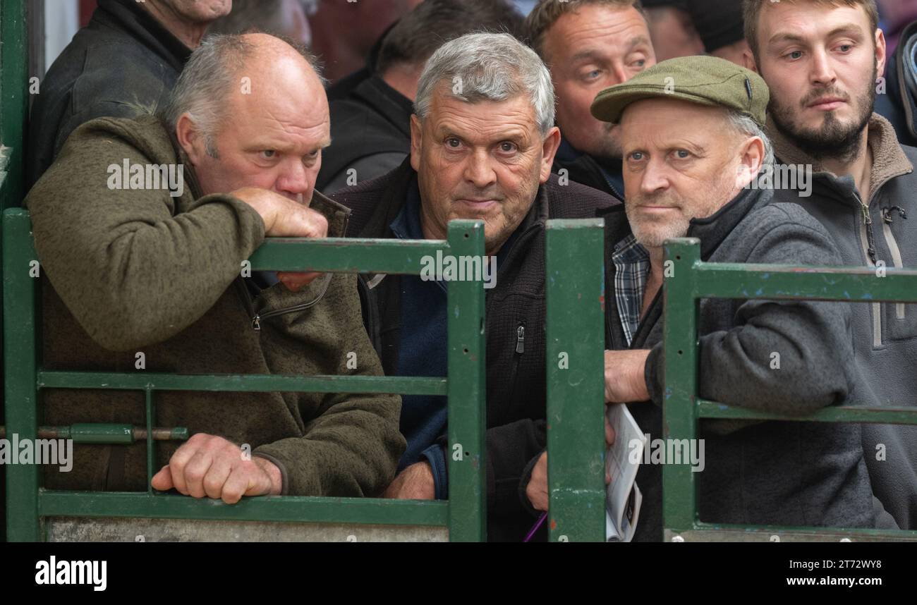 Les agriculteurs vendent des béliers et la vente Blue Faced Leicester au magasin Hawes Auction dans le North Yorkshire, Royaume-Uni. Banque D'Images