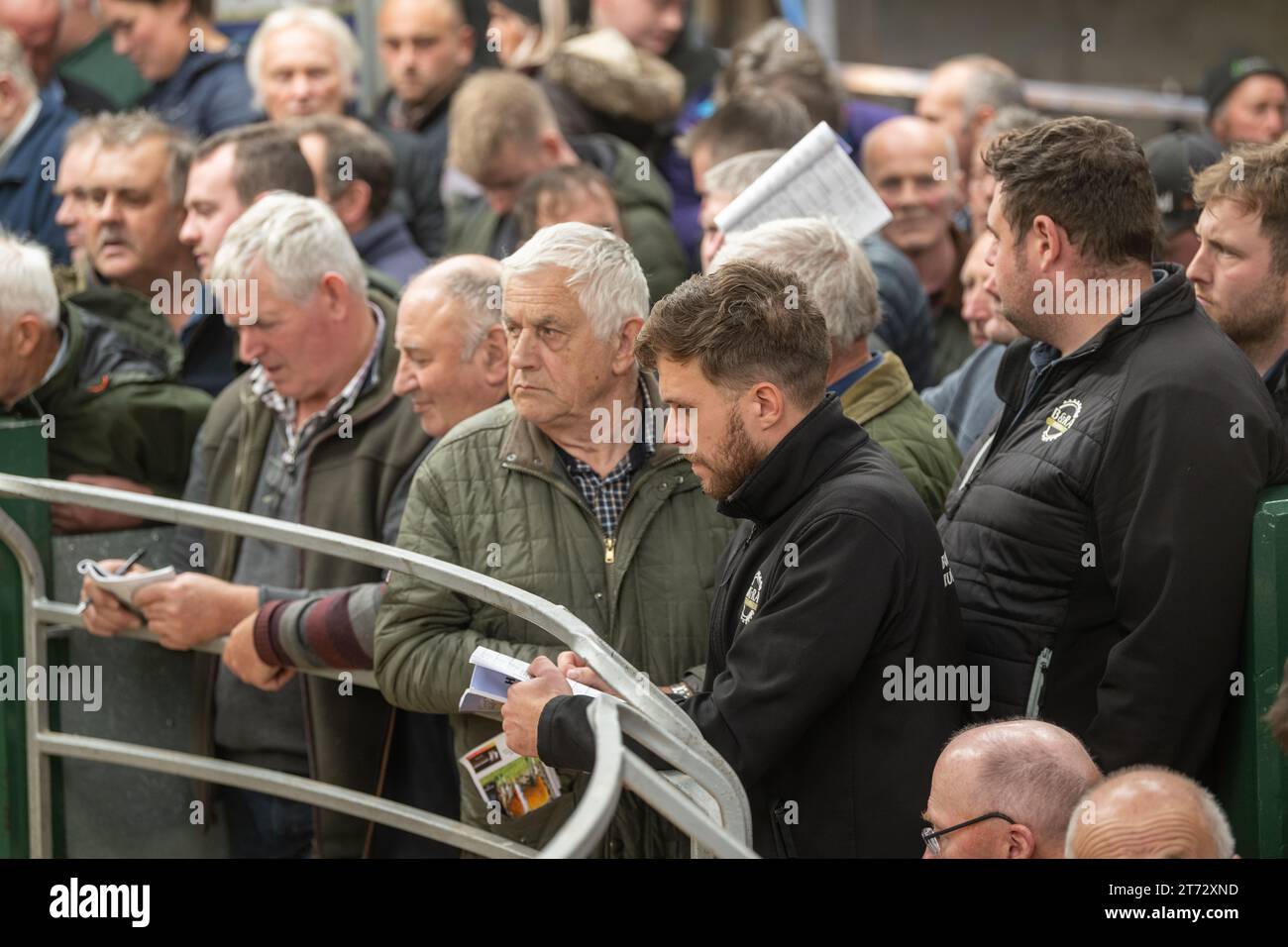 Les agriculteurs vendent des béliers et la vente Blue Faced Leicester au magasin Hawes Auction dans le North Yorkshire, Royaume-Uni. Banque D'Images